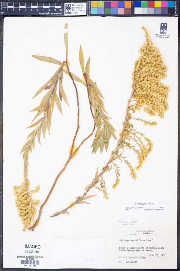 Solidago juliae image