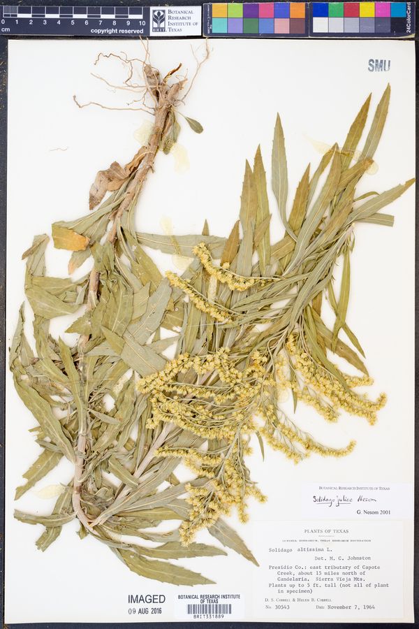 Solidago juliae image