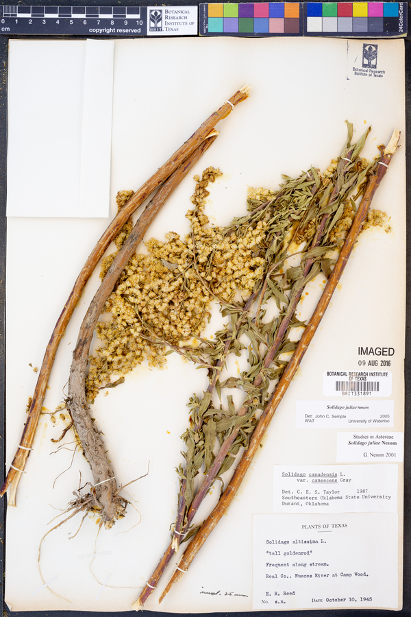 Solidago juliae image