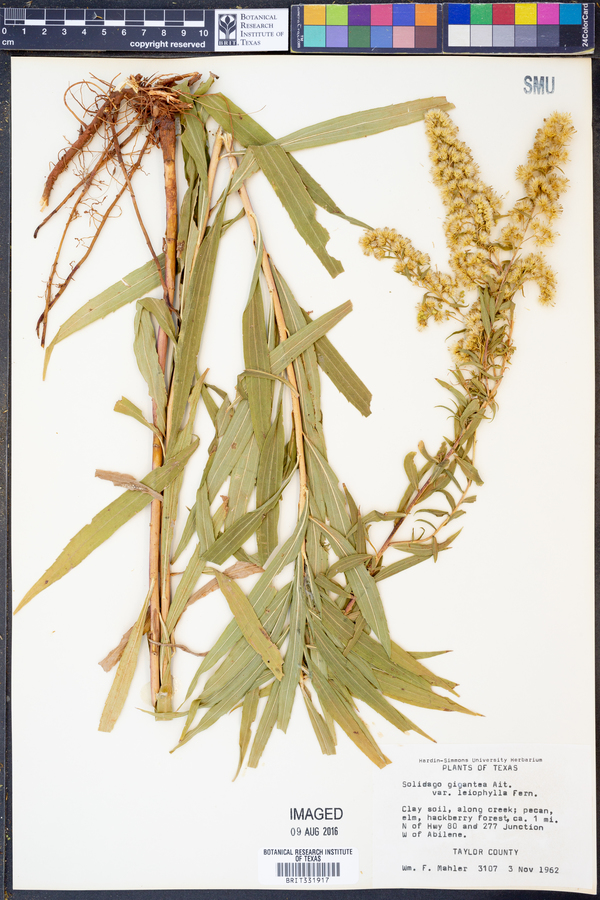 Solidago gigantea image