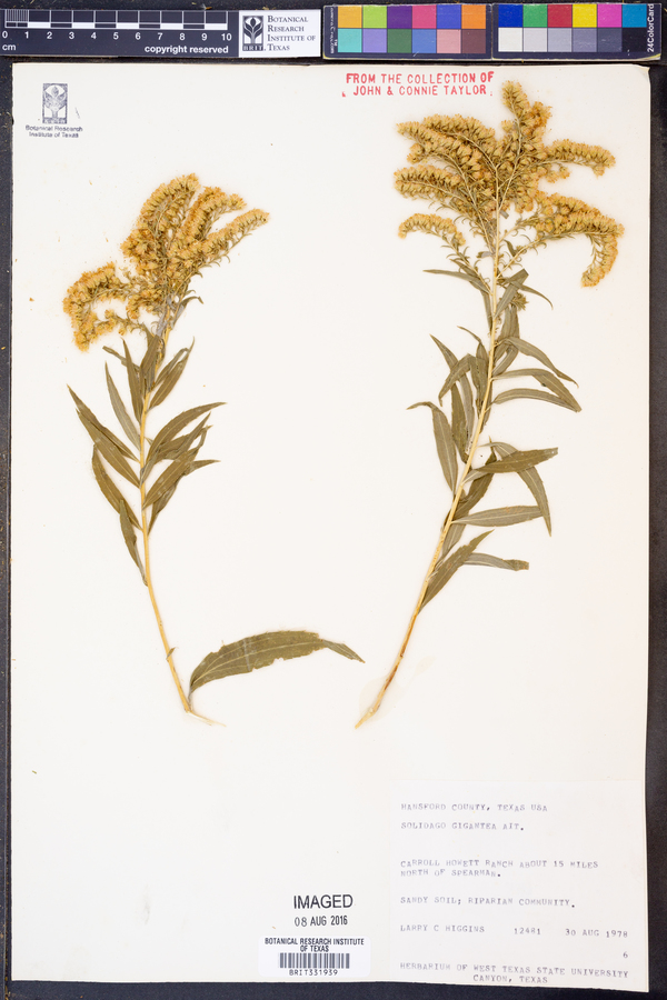 Solidago gigantea image