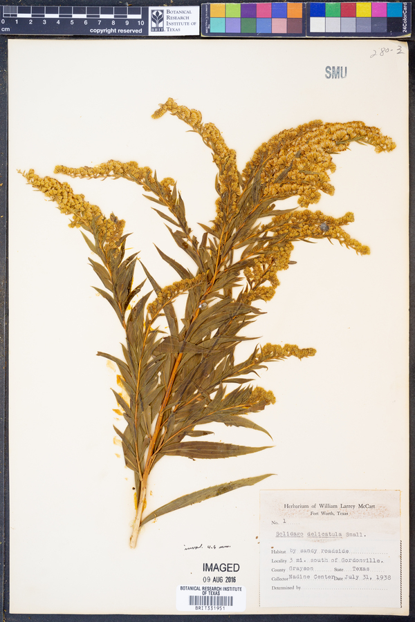 Solidago delicatula image