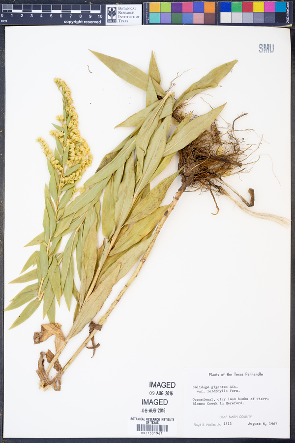 Solidago gigantea image