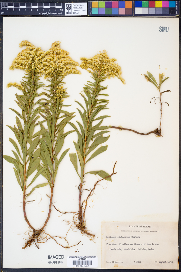 Solidago missouriensis var. fasciculata image