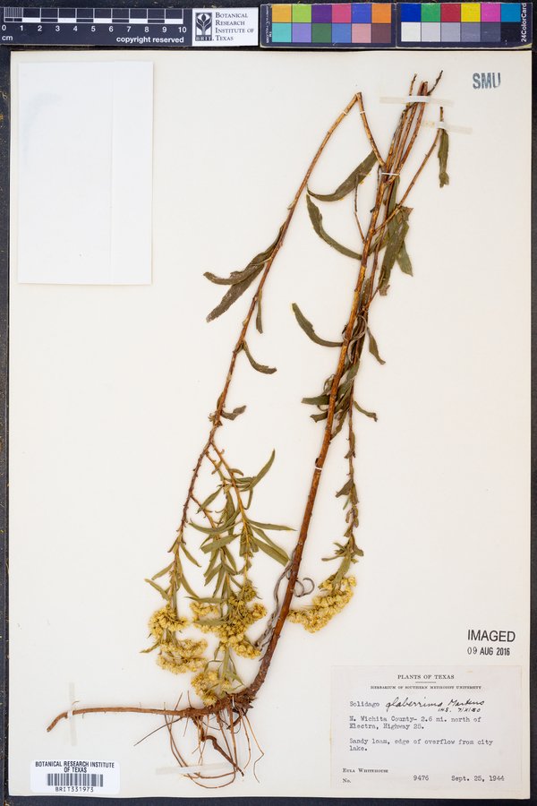 Solidago missouriensis var. fasciculata image