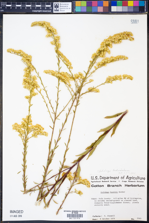 Solidago ludoviciana image