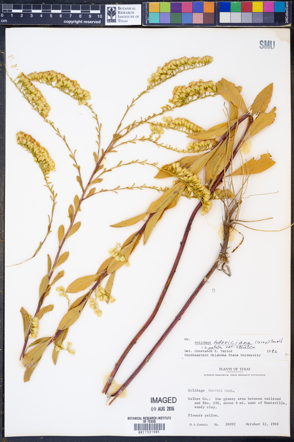 Solidago patula var. strictula image