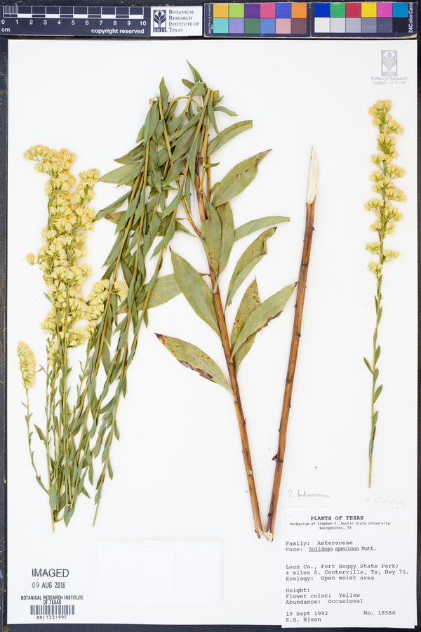 Solidago ludoviciana image