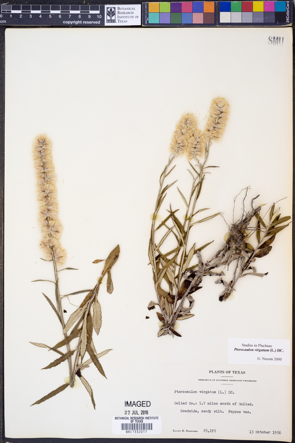 Pterocaulon virgatum image
