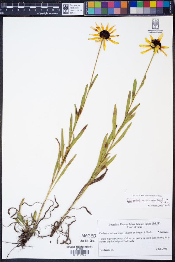 Rudbeckia missouriensis image