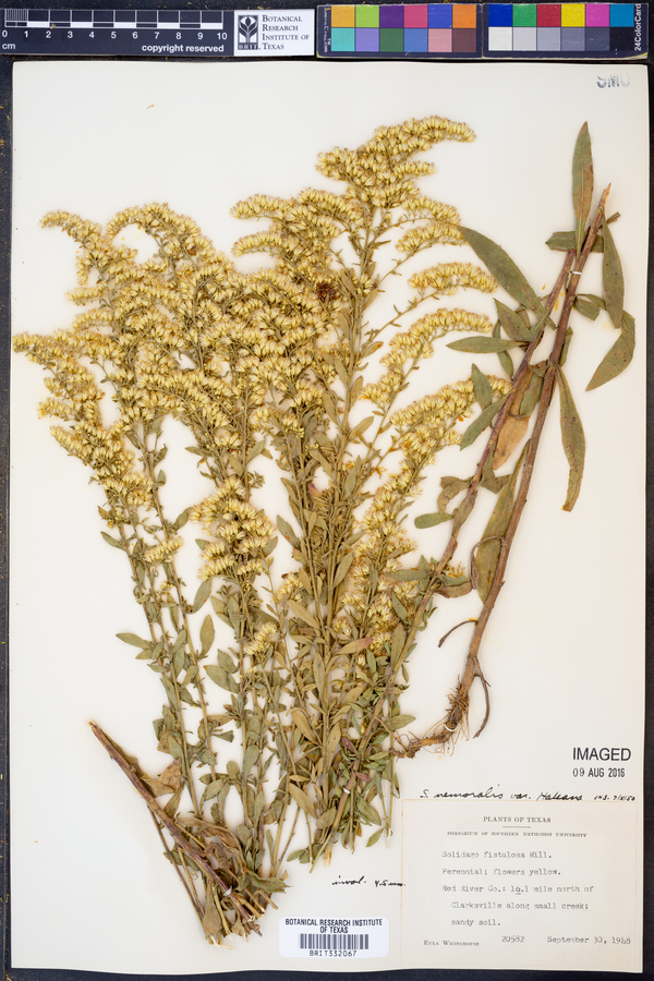 Solidago nemoralis var. haleana image