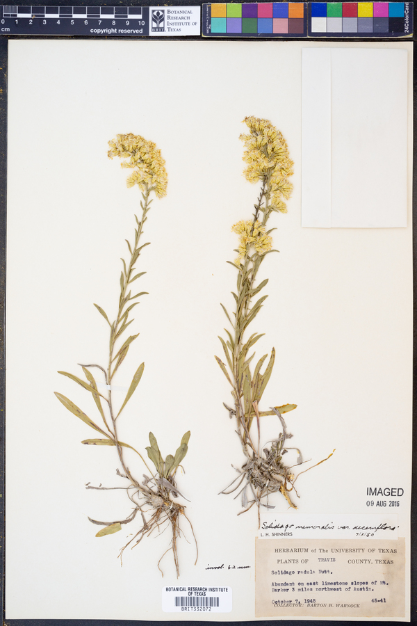 Solidago nemoralis ssp. decemflora image