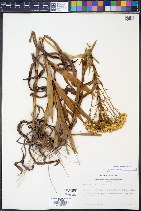 Solidago nitida image