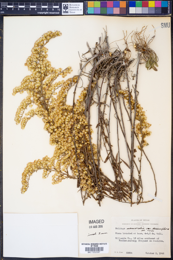 Solidago nemoralis ssp. decemflora image