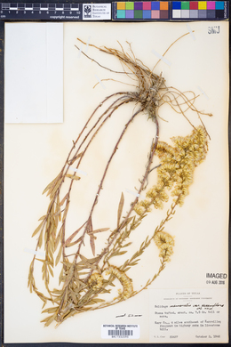 Solidago nemoralis subsp. decemflora image