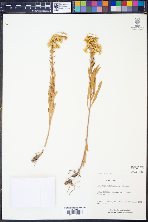 Solidago nemoralis ssp. decemflora image