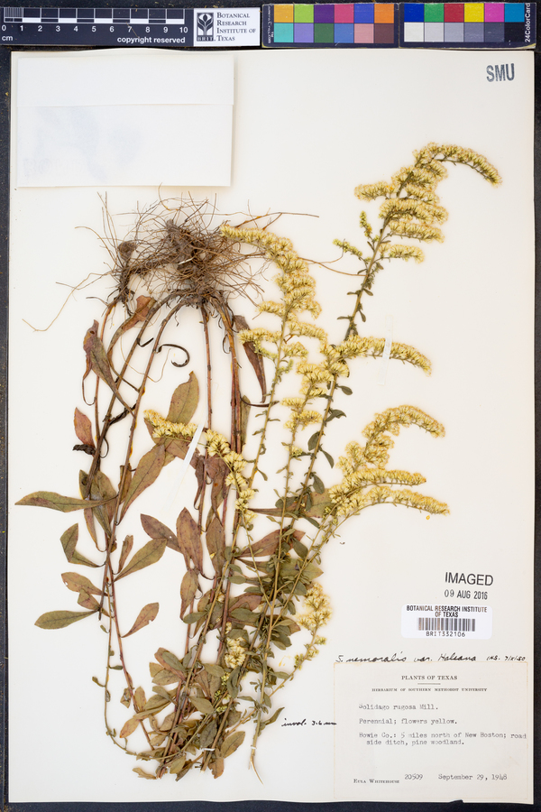 Solidago nemoralis var. haleana image