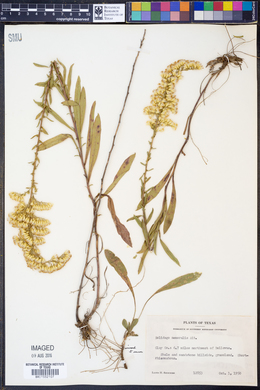 Solidago nemoralis image