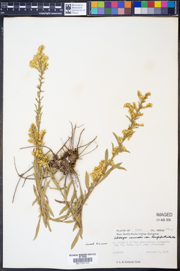Solidago nemoralis ssp. decemflora image