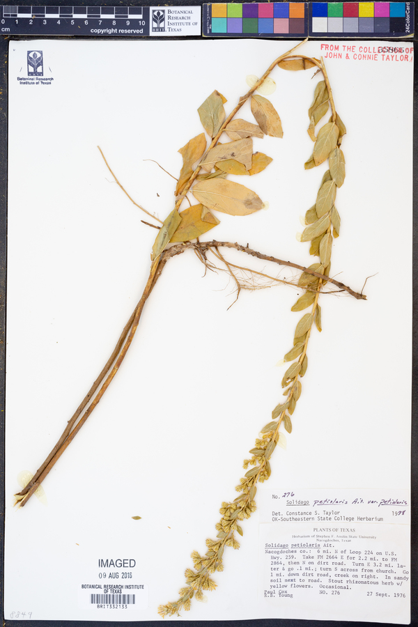 Solidago petiolaris var. petiolaris image