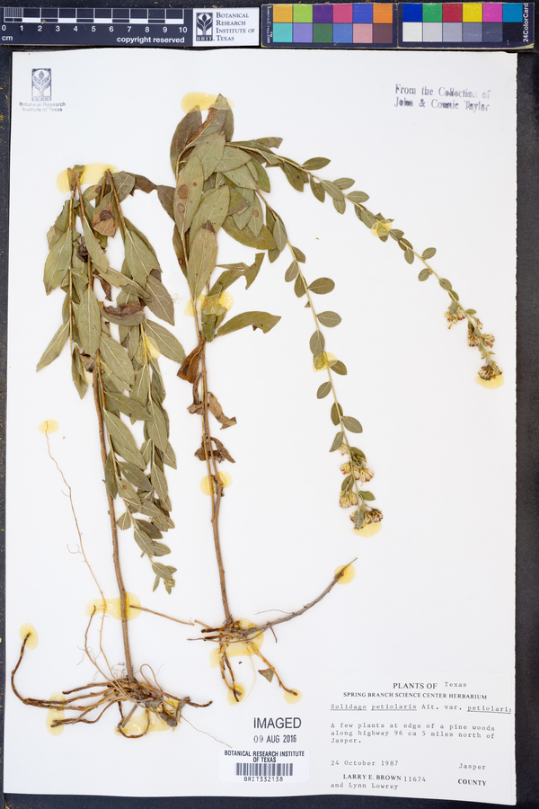 Solidago petiolaris var. petiolaris image