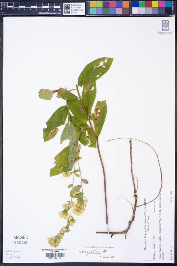 Solidago petiolaris image