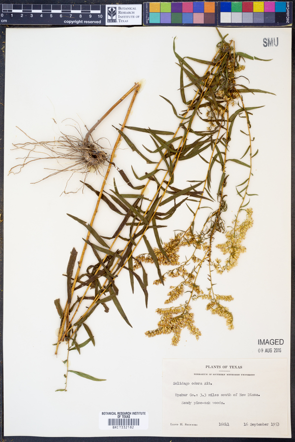 Solidago odora image