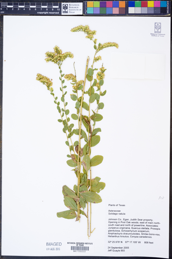 Solidago radula image