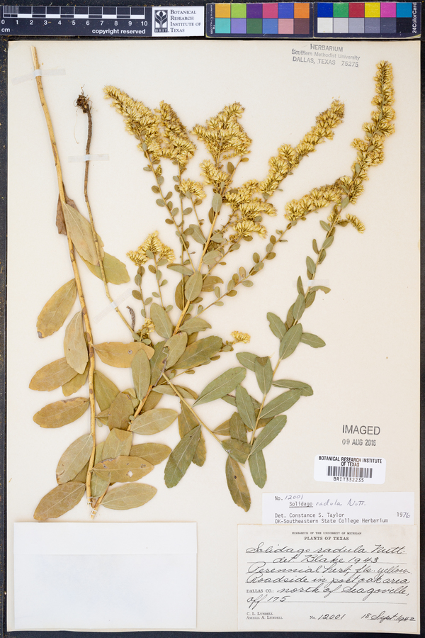 Solidago radula image