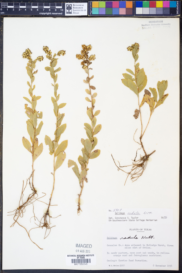 Solidago radula image
