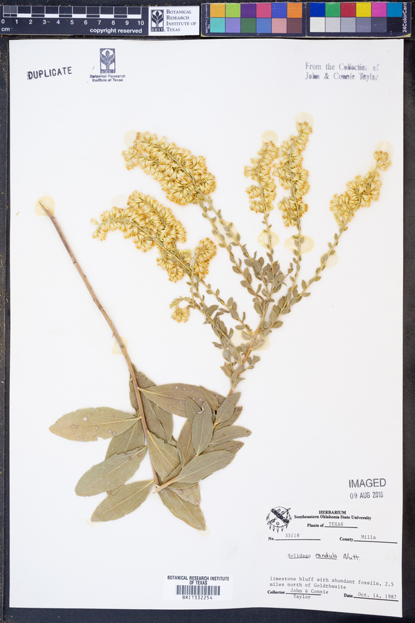 Solidago radula image