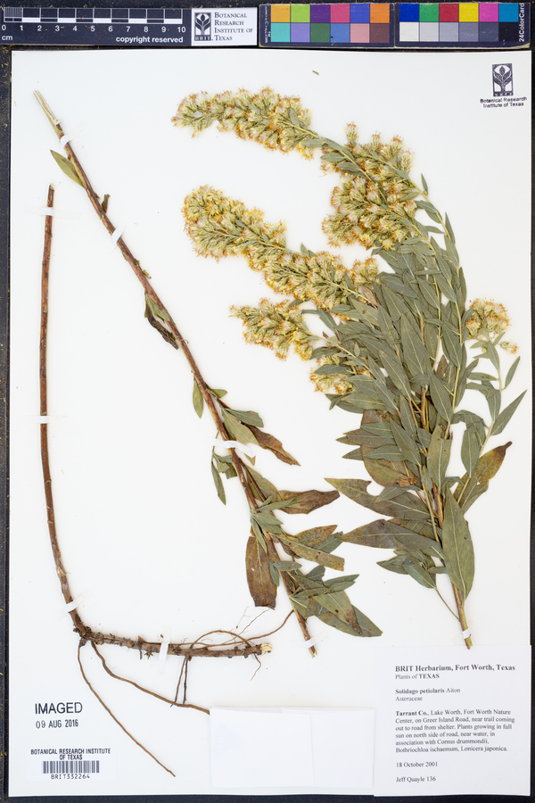 Solidago petiolaris image