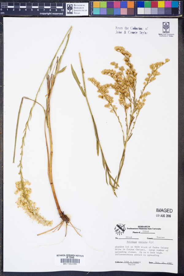 Solidago stricta image