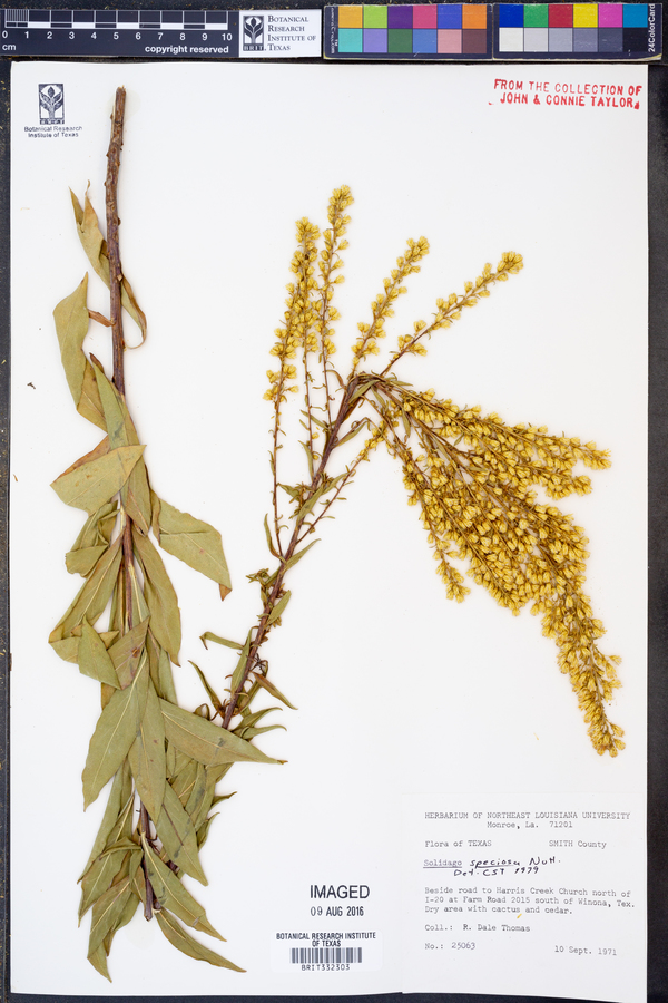 Solidago speciosa image