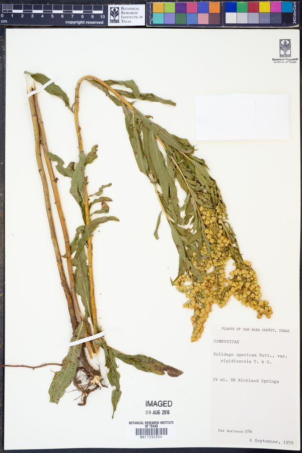 Solidago gigantea image
