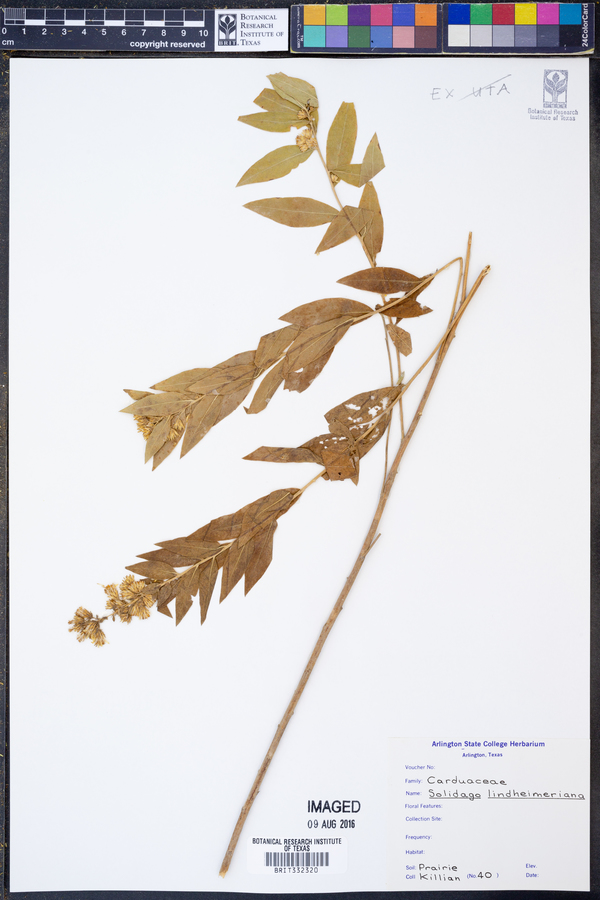 Solidago lindheimeriana image