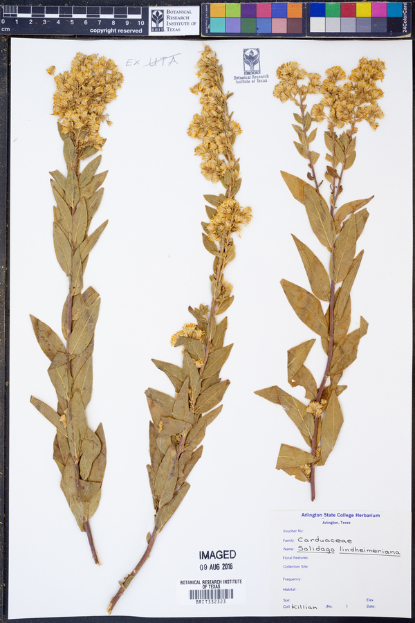 Solidago lindheimeriana image