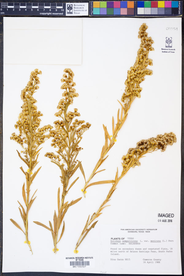 Solidago sempervirens var. mexicana image
