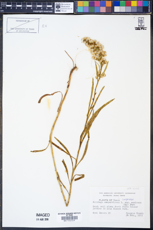 Solidago sempervirens var. mexicana image