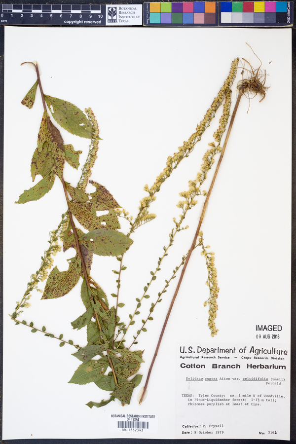 Solidago rugosa var. celtidifolia image