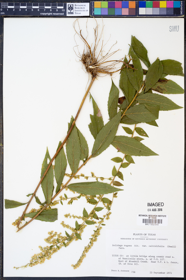 Solidago rugosa var. celtidifolia image