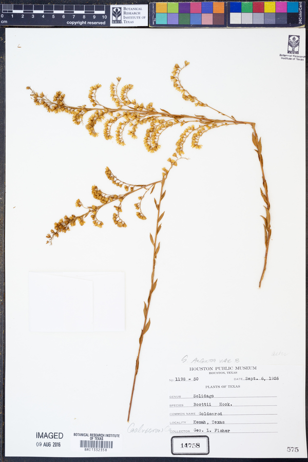 Solidago arguta var. boottii image