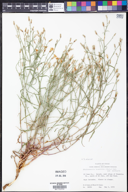 Stephanomeria tenuifolia image