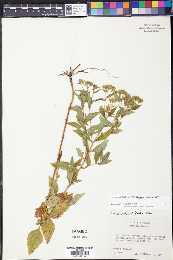 Stevia ovata var. texana image