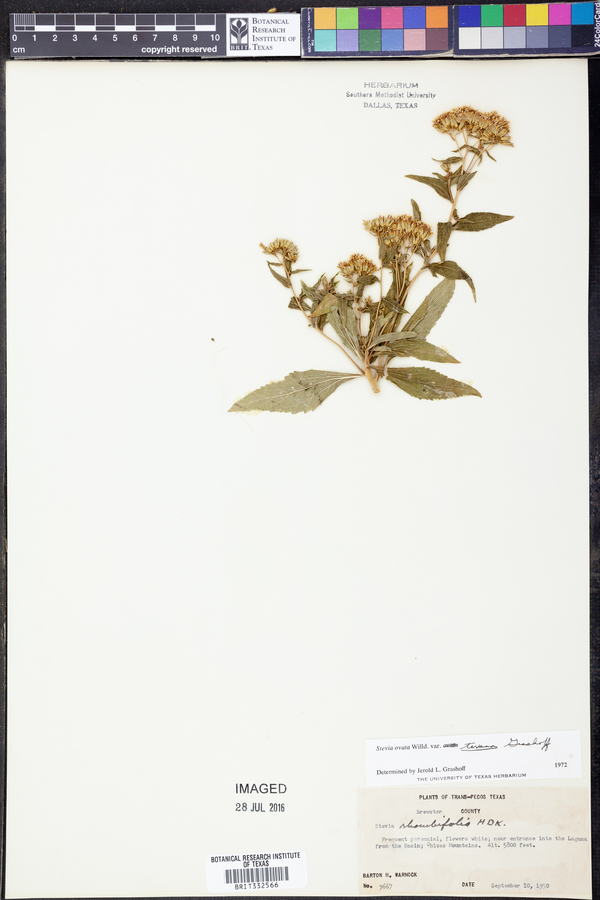 Stevia ovata var. texana image