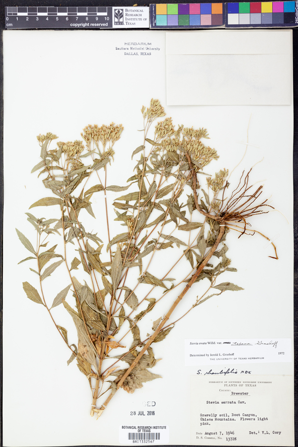 Stevia ovata image