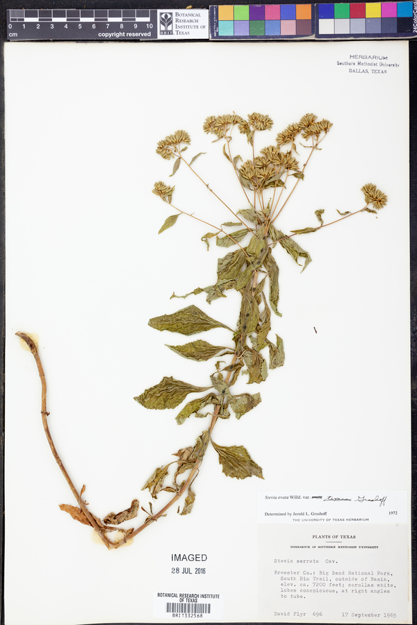 Stevia ovata image