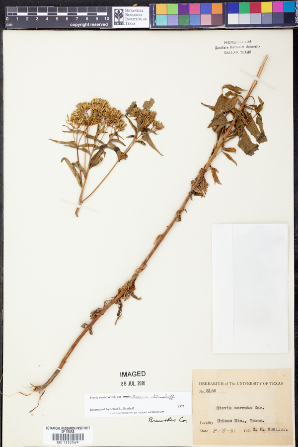 Stevia ovata image