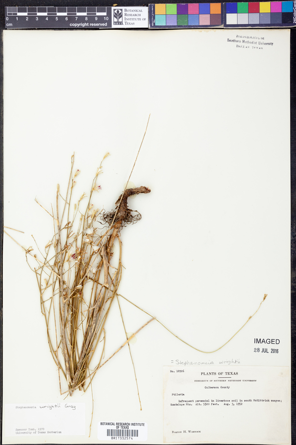 Stephanomeria wrightii image