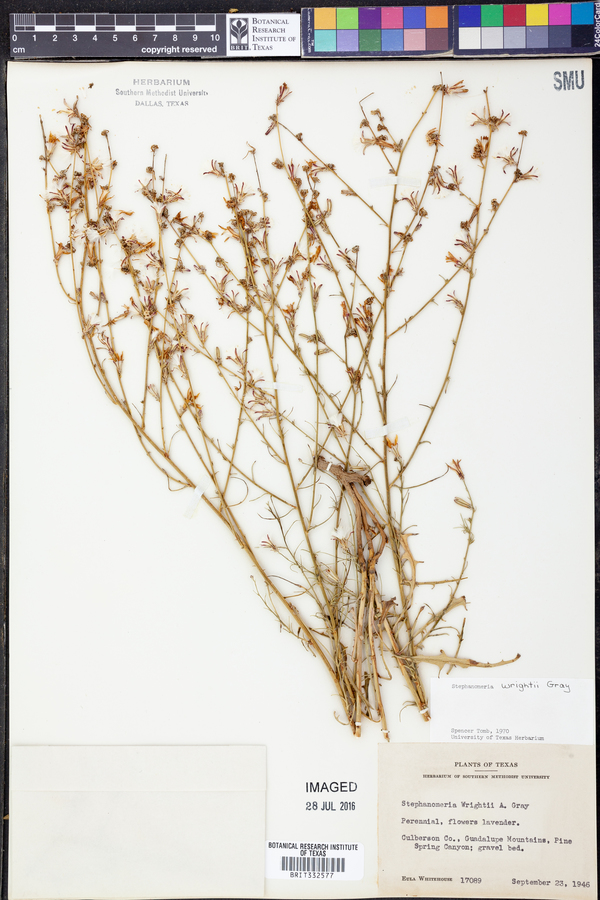 Stephanomeria wrightii image